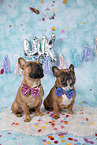 2 French Bulldogs