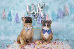 2 French Bulldogs