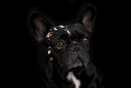 female French Bulldog