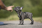 French Bulldog Puppy
