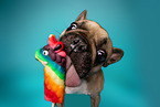 French Bulldog in Studio