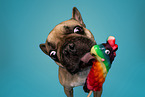 French Bulldog in Studio
