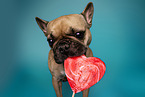 French Bulldog in Studio