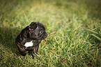 French Bulldog Puppy