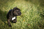 French Bulldog Puppy