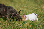 French Bulldogs