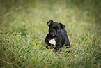 French Bulldog Puppy