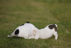 French Bulldog Puppies