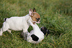 French Bulldog Puppies