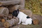 French Bulldog Puppy