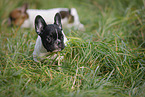 French Bulldog Puppies