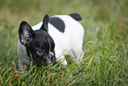 French Bulldog Puppy