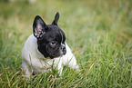 French Bulldog Puppy