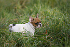 French Bulldog Puppy