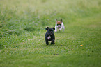 French Bulldog Puppies