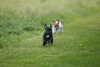 French Bulldog Puppies