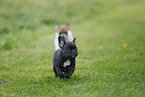 French Bulldog Puppies