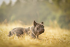 male French Bulldog