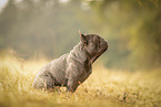 male French Bulldog