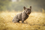 male French Bulldog