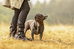 male French Bulldog