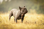 male French Bulldog