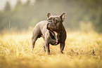 male French Bulldog