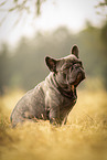 male French Bulldog