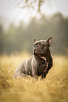 male French Bulldog