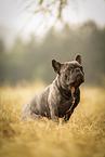 male French Bulldog