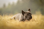 male French Bulldog