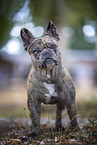 adult French Bulldog