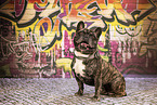adult French Bulldog