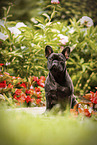 adult French Bulldog