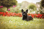 adult French Bulldog