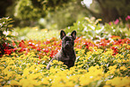 adult French Bulldog