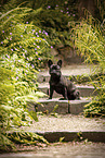 adult French Bulldog