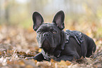 young French Bulldog
