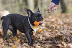 young French Bulldog
