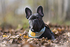 young French Bulldog