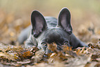 young French Bulldog