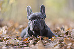 young French Bulldog