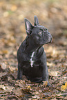young French Bulldog
