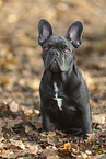 young French Bulldog