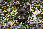 old French Bulldog