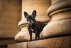 old French Bulldog