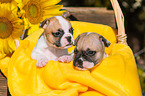 French Bulldog Puppies
