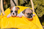 French Bulldog Puppies