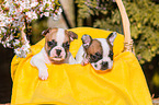 French Bulldog Puppies