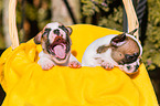 French Bulldog Puppies